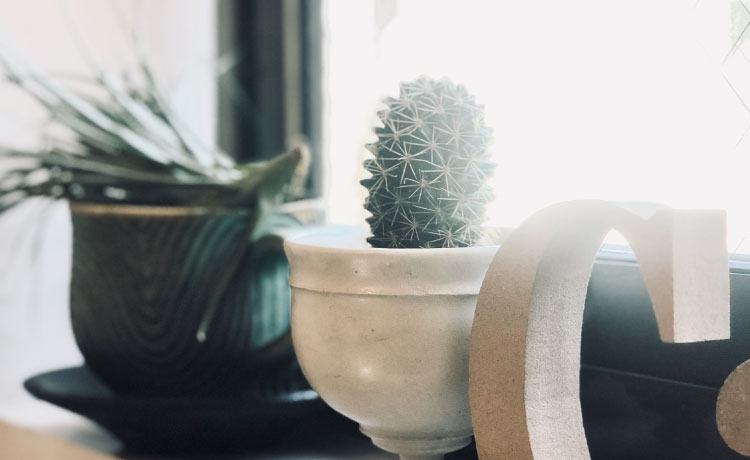 白い鉢に植わったサボテン